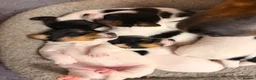 Jack Russell dogs for sale: Tri coloured Jack Russell pups in Isle of Bute - Advert 18
