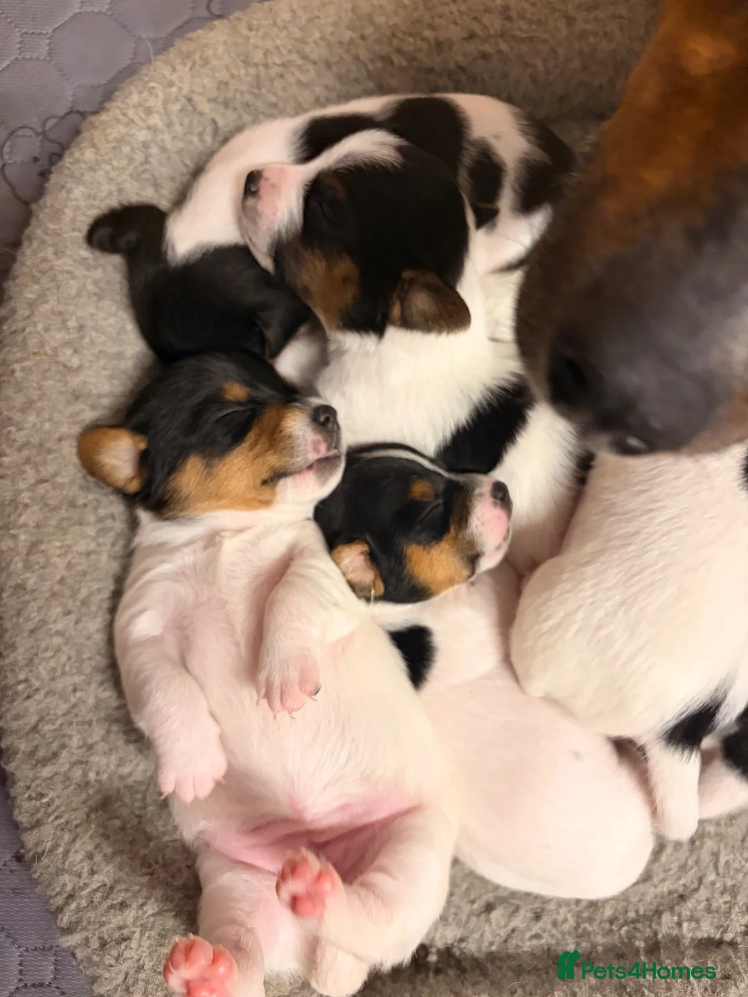 Jack Russell dogs for sale: Tri coloured Jack Russell pups in Isle of Bute - Advert 18