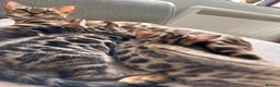 Bengal cats for sale: Bengal girls for sale  - Advert 6