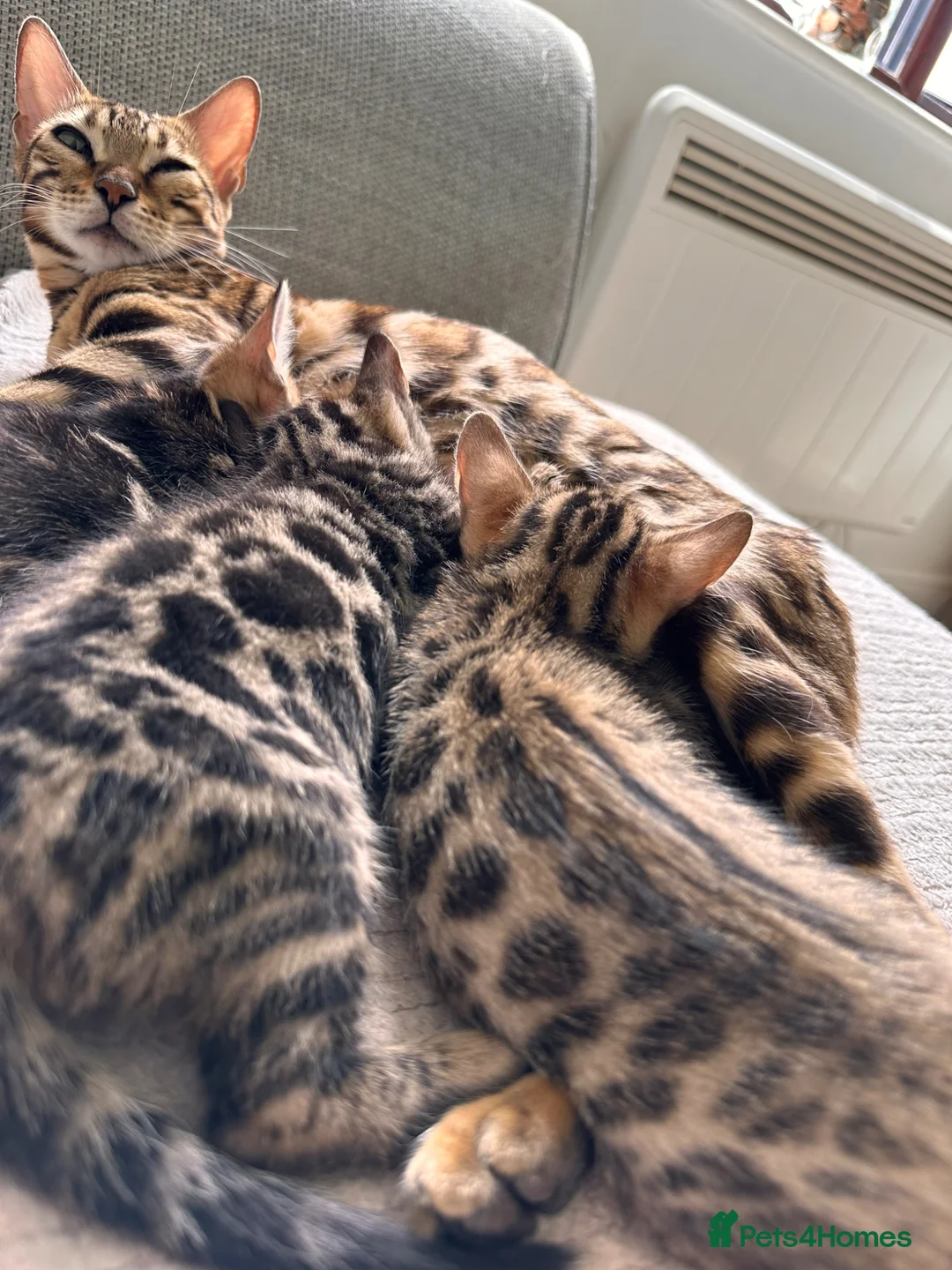 Bengal cats for sale: Bengal girls for sale  - Advert 6