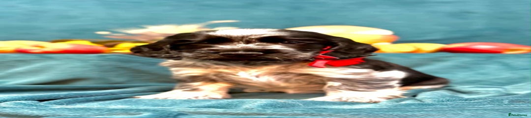 Cocker Spaniel Puppy 3