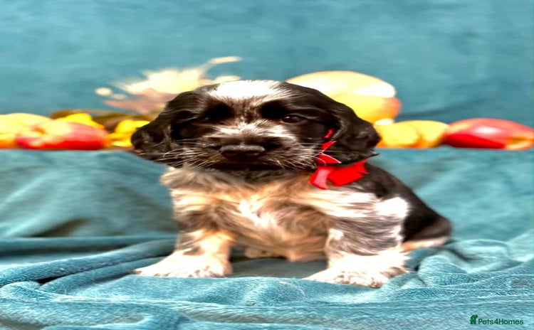 Cocker Spaniel dogs - Advert 36