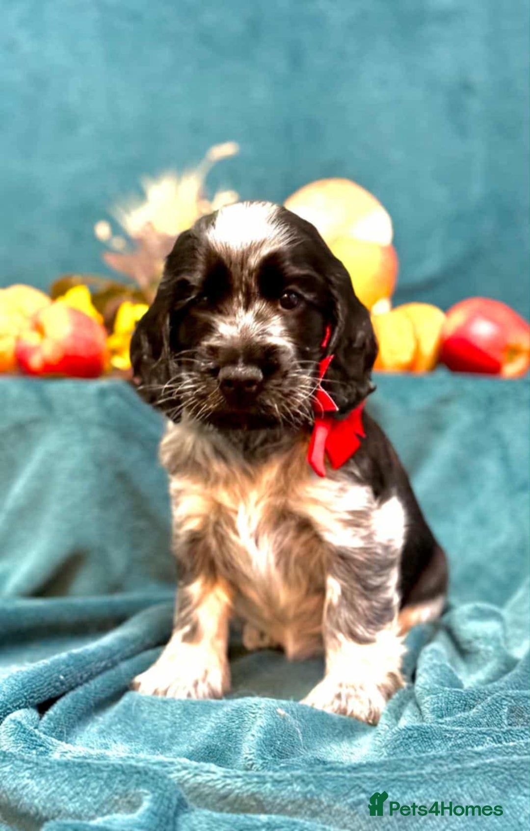 Cocker Spaniel dogs for sale: English Cocker Spaniel puppy KC REG  - Image 2