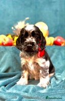 Cocker Spaniel dogs - Advert 7