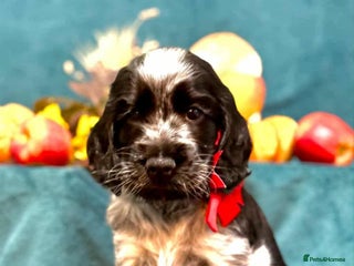 Cocker Spaniel dogs - Advert 2