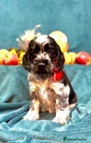 Cocker Spaniel dogs - Advert 2