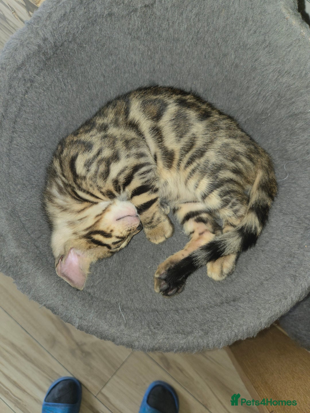 Bengal cats for sale: Bengal kittens for sale £350 - Image 5