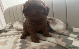 Cavapoo dogs for sale: Gorgeous cavapoo puppies available 🐾 - Image 4