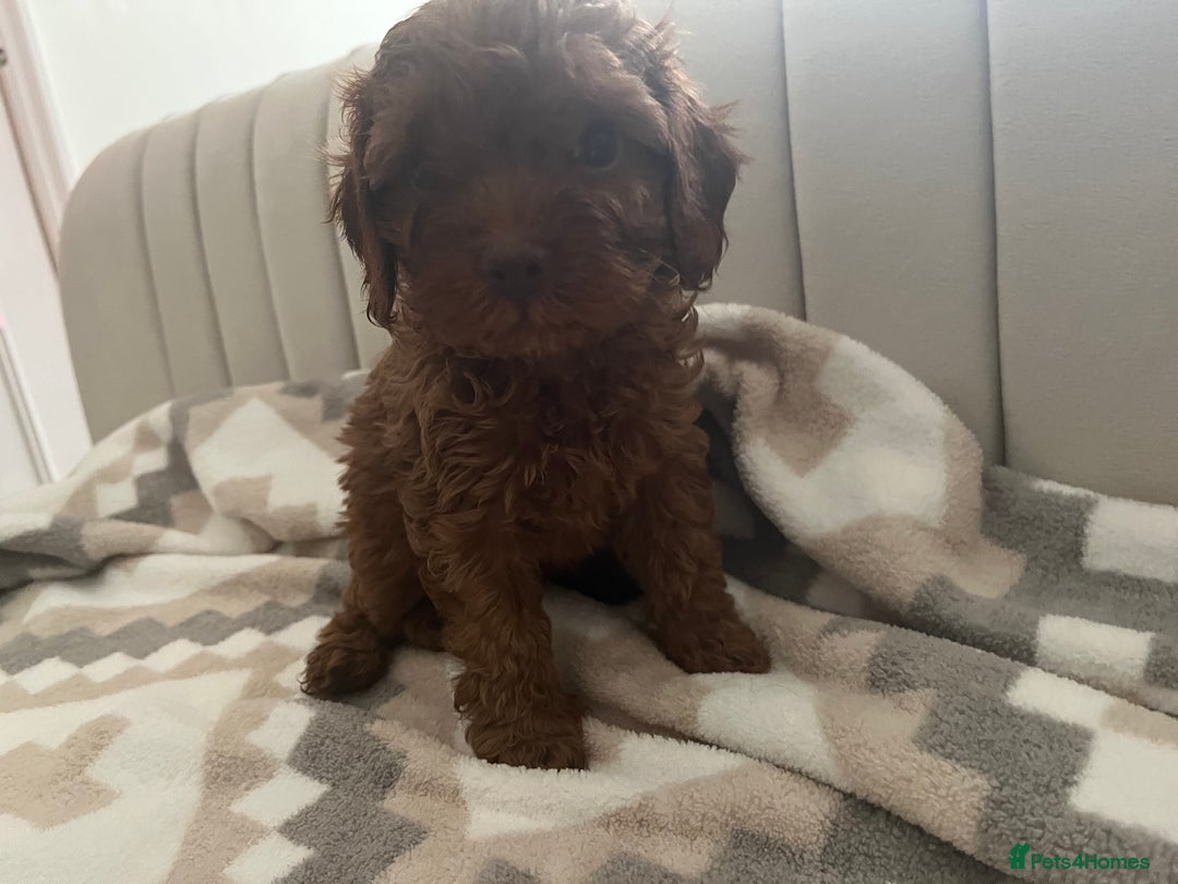 Cavapoo dogs for sale: Gorgeous cavapoo puppies available 🐾 - Image 4