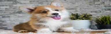 Welsh Corgi Pembroke 1