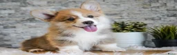 Welsh Corgi Pembroke dogs for sale: Welsh Corgi (Pembroke) - Advert 15