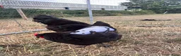 Chickens poultry for sale: Jersey giant pair 2025 hatched  - Advert 3