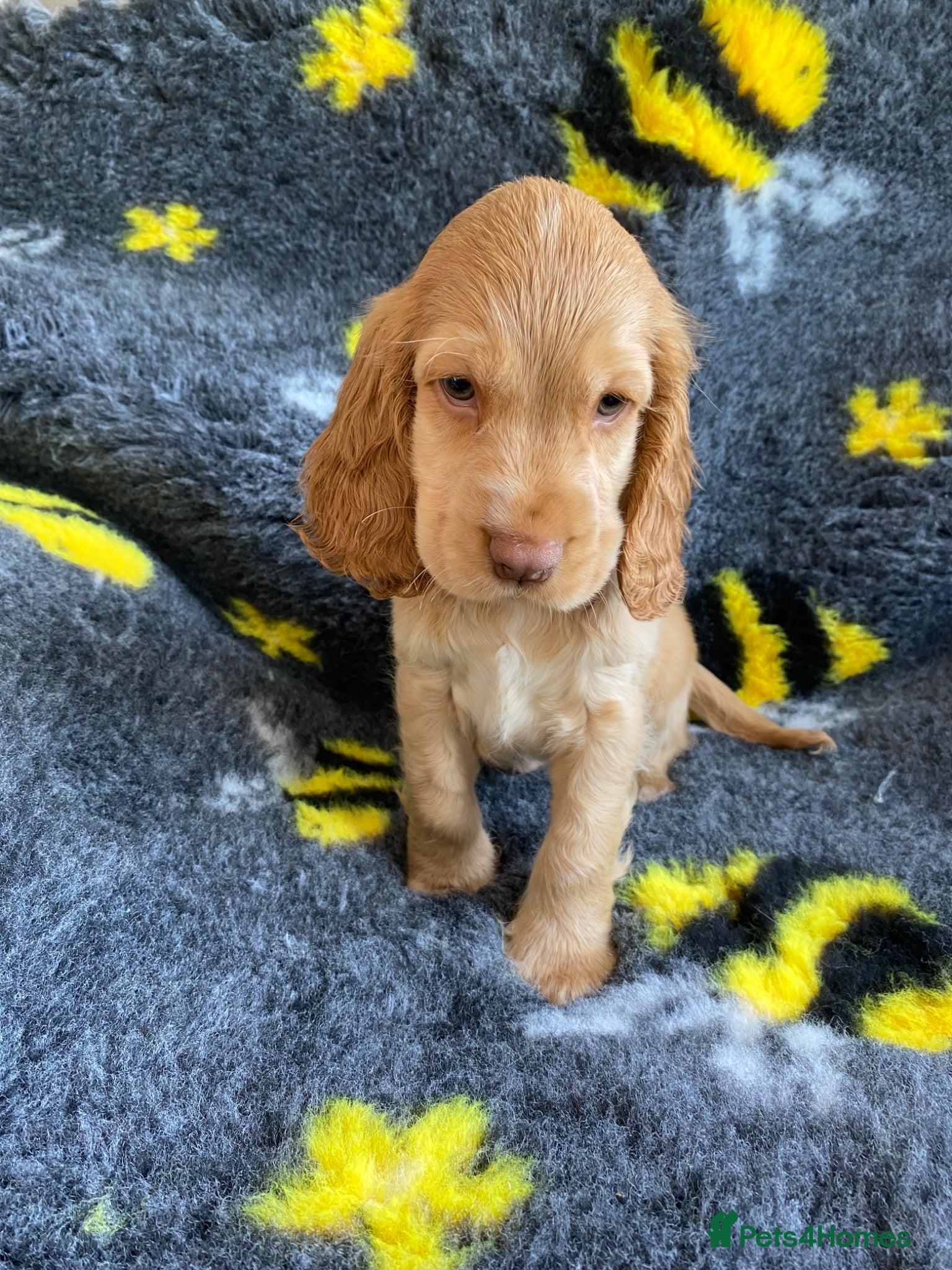 Cocker Spaniel dogs 🐶💙READY NOW💝🐶 show type KC health tested.   - Advert 2