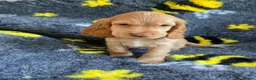 Cocker Spaniel dogs for sale: 🐶Show type KC reg fully vaccinated 🐶 reduced  - Advert 1