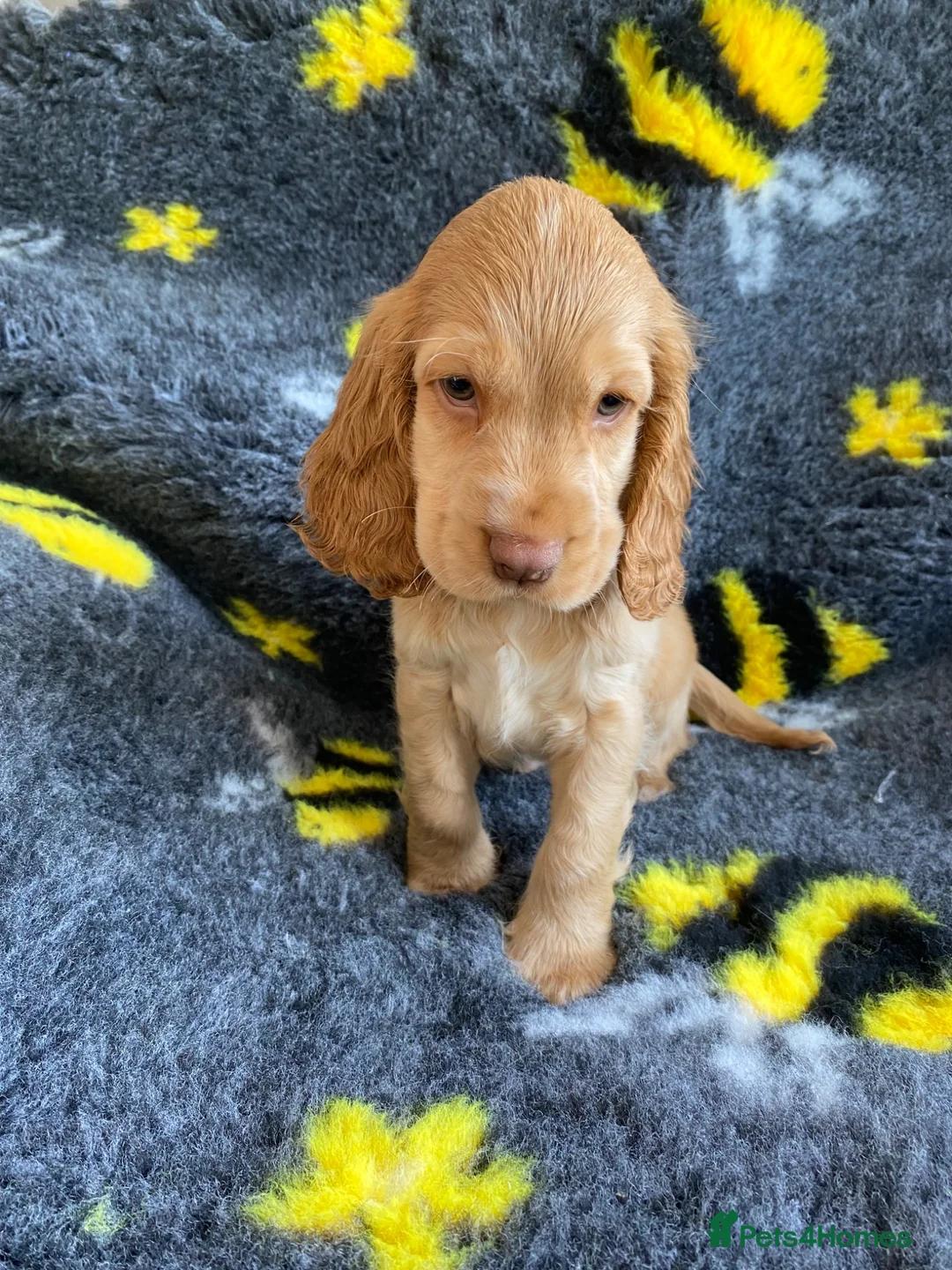 Cocker Spaniel dogs for sale: 🐶Show type KC reg fully vaccinated 🐶 reduced  - Advert 1
