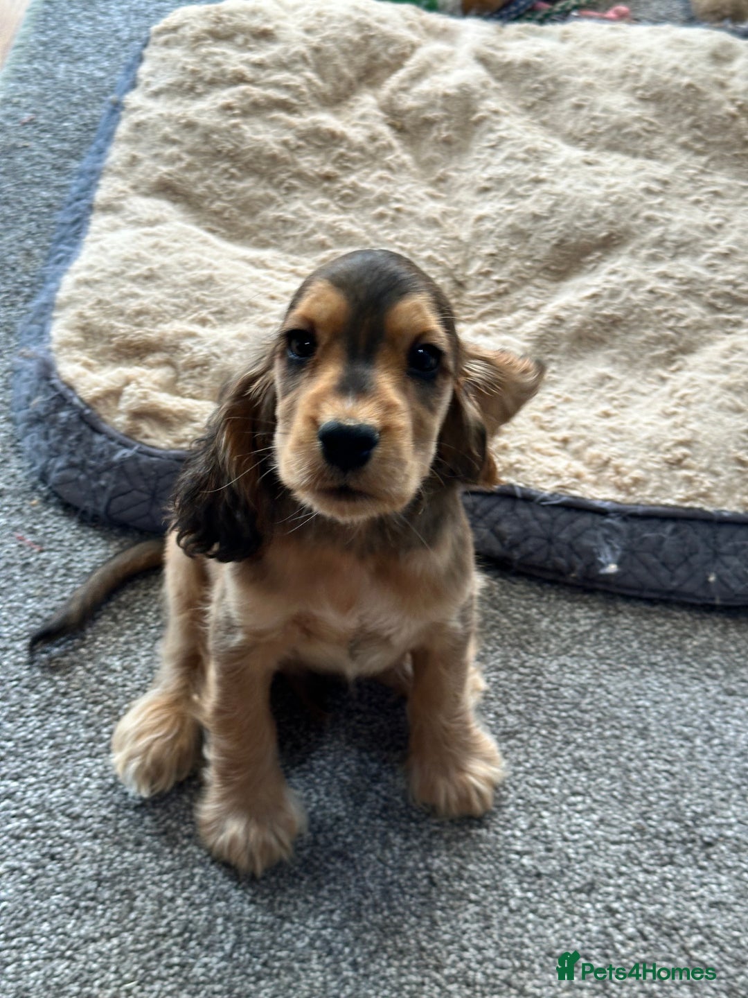 Cocker Spaniel dogs for sale: Handsome boys - Image 2