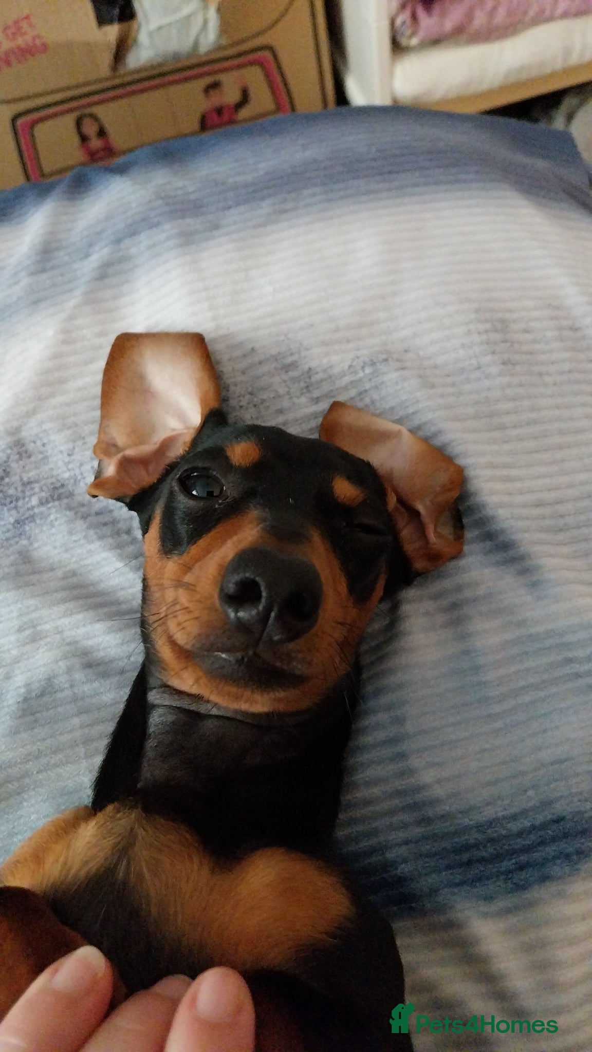 Dachshund dogs 8 month old puppy for sale - Advert 1