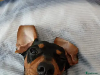 Dachshund dogs 8 month old puppy for sale - Advert 8