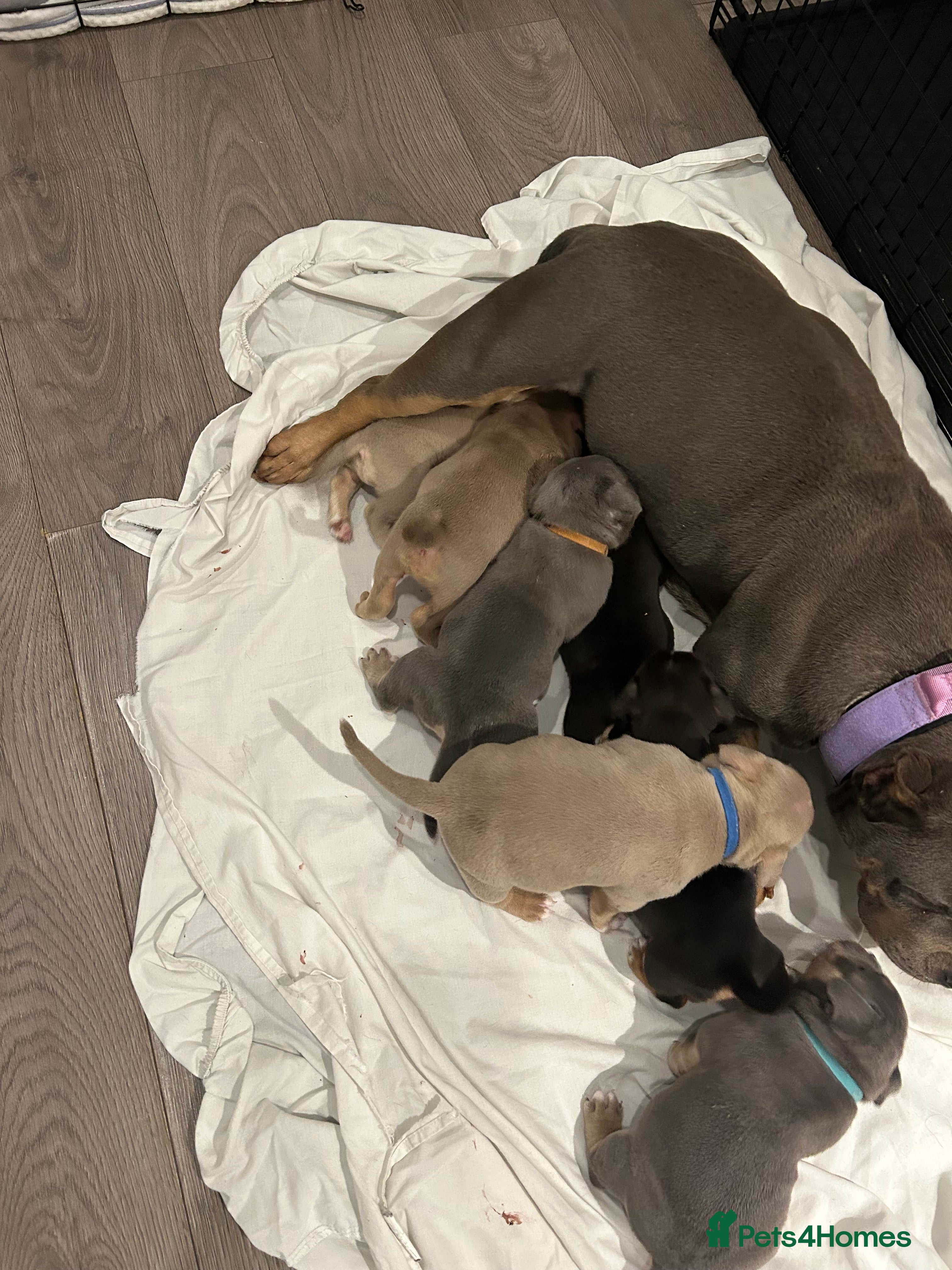 American Bully dogs American pocket bully puppies  - Advert 1