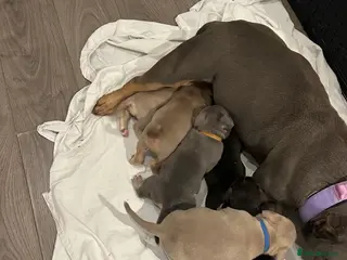 American Bully dogs American pocket bully puppies - Advert 12