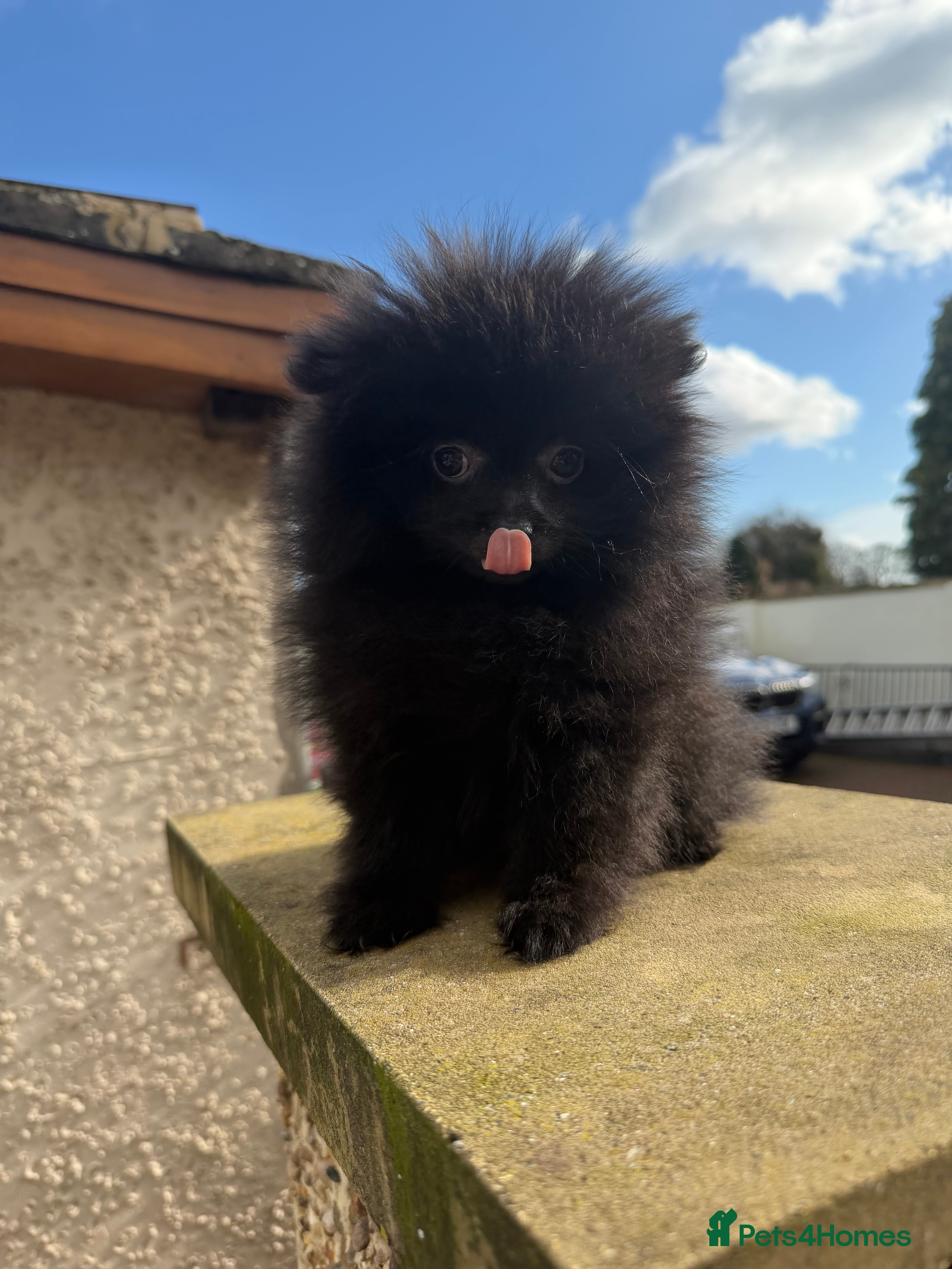 Pomeranian dogs 💥‼️🧸SWEET BOY READY NOW ‼️💥🧸 - Advert 6