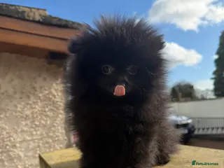 Pomeranian dogs 💥‼️🧸SWEET BOY READY NOW ‼️💥🧸 - Advert 6