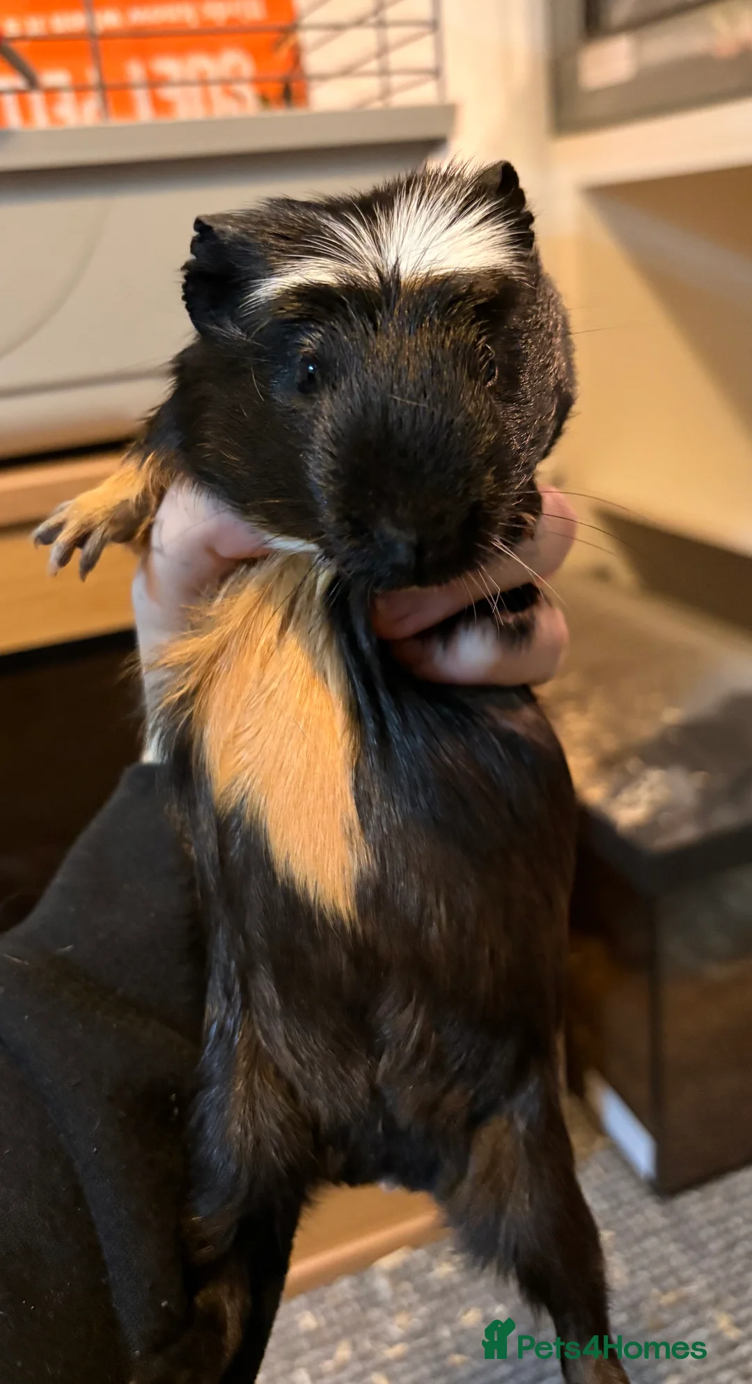 Guinea Pig rodents for sale: 3 male guinea pigs  - Advert 5