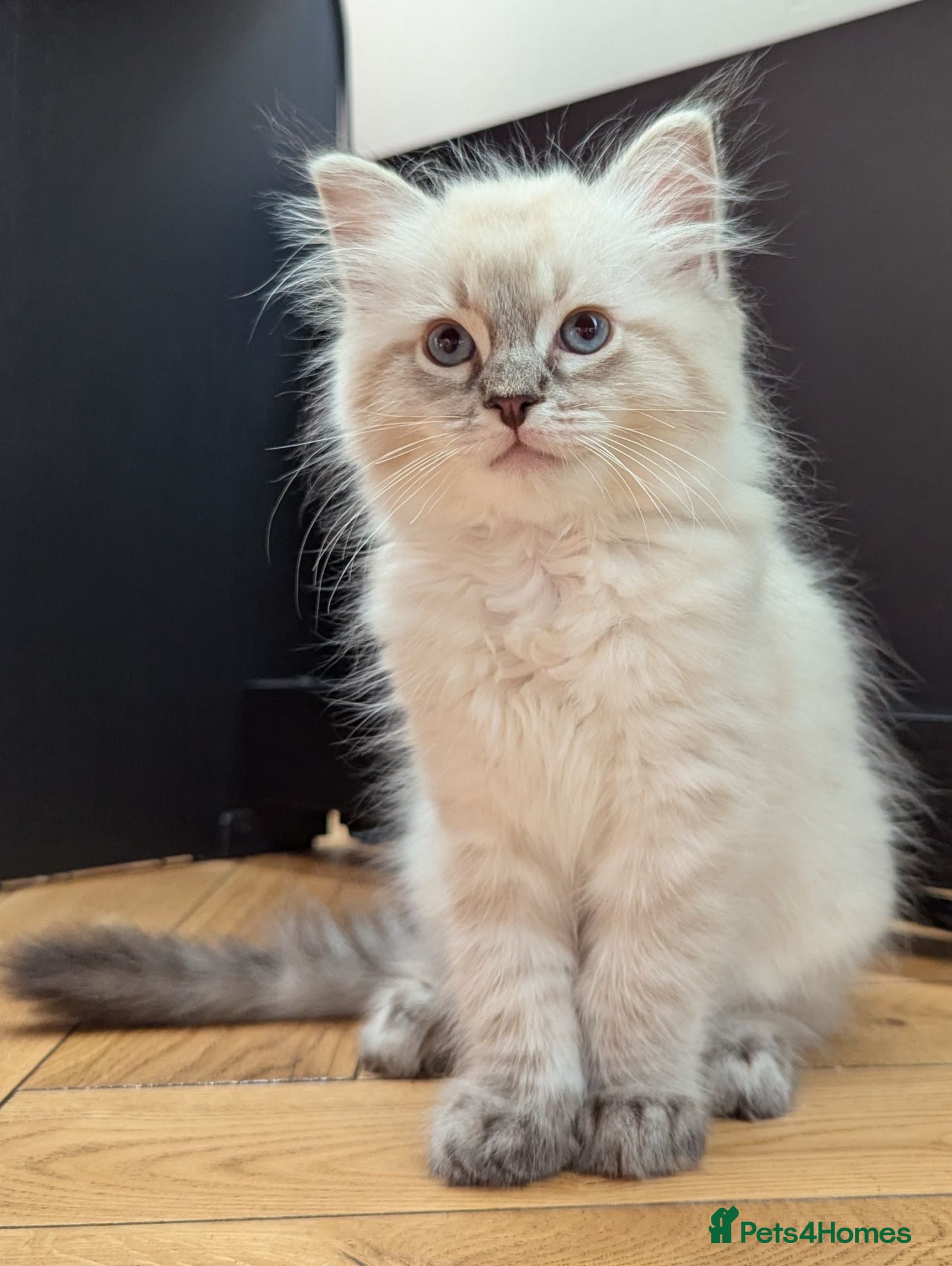Ragdoll cats GCCF Full Pedigree Ragdoll Kittens  - Advert 11