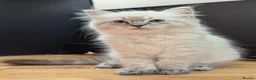 Ragdoll cats for sale: GCCF Full Pedigree Ragdoll Kittens - Advert 3