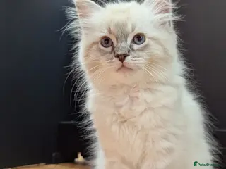 Ragdoll cats GCCF Full Pedigree Ragdoll Kittens - Advert 11
