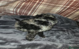 Mixed Breed dogs for sale: Amazing cuddly male pups cockapoo - Image 9