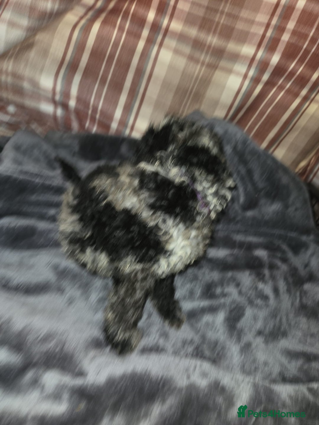 Mixed Breed dogs for sale: Amazing cuddly male pups cockapoo - Image 9
