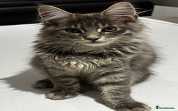Maine Coon cats for sale: Beautiful XXL Maine Coon Boy 3 Months Old  - Advert 3