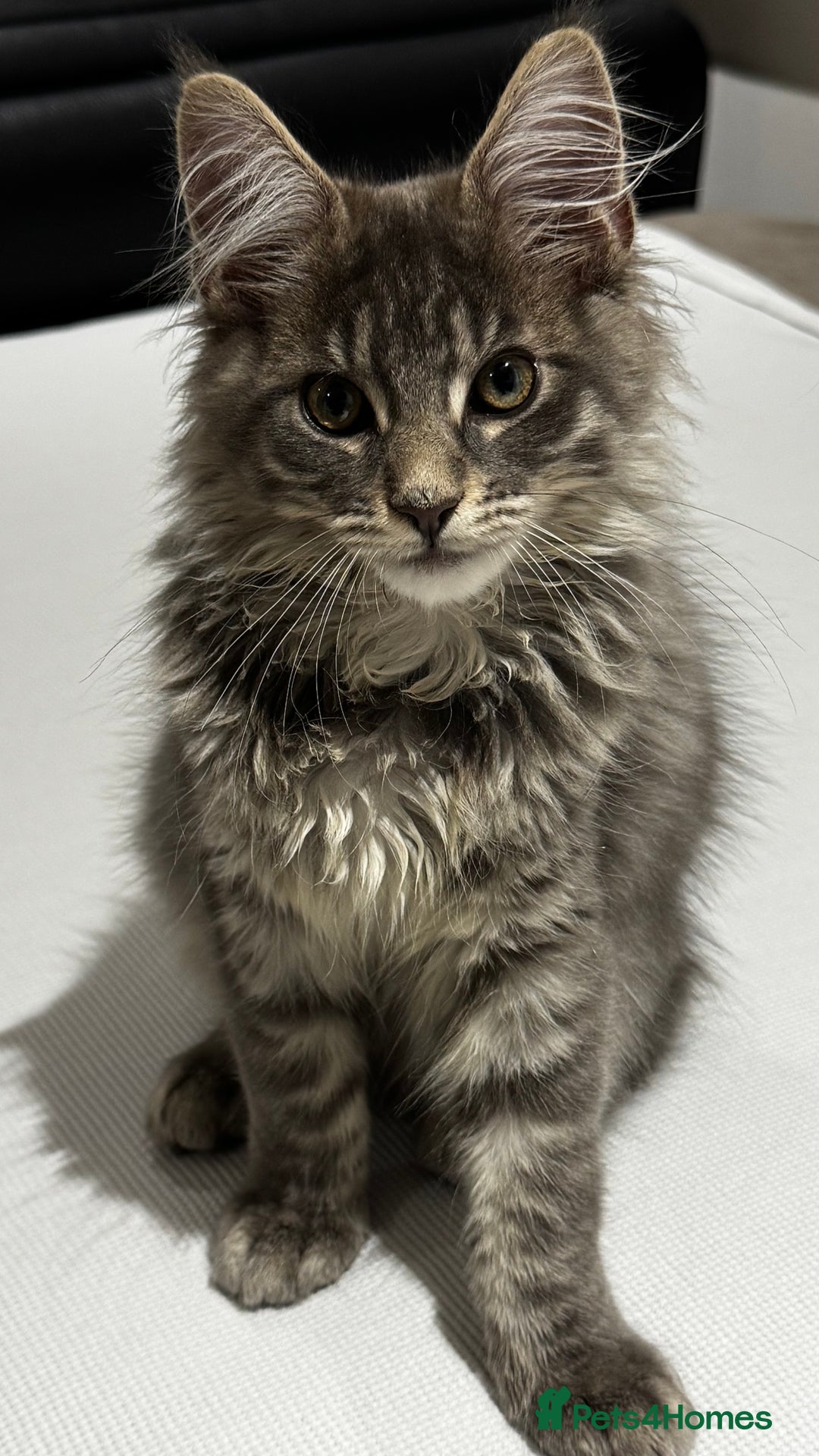 Maine Coon cats for sale: Beautiful XXL Maine Coon Boy 3 Months Old  - Advert 3