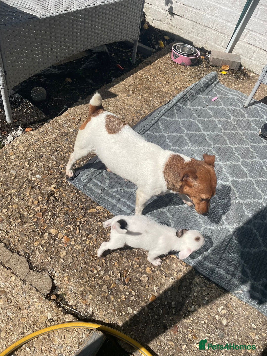 Jack Russell dogs for sale: Jack Russell boy  - Image 6
