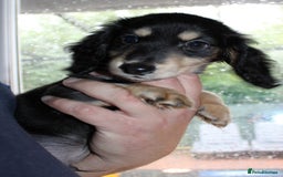 Miniature Dachshund dogs for sale: Black cream and black tan  - Image 1