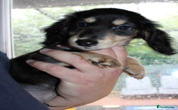Miniature Dachshund dogs - Advert 15