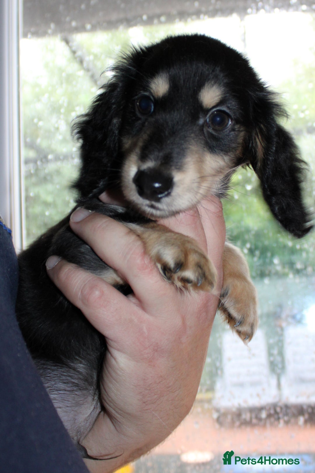 Miniature Dachshund dogs for sale: Black cream and black tan  - Image 1