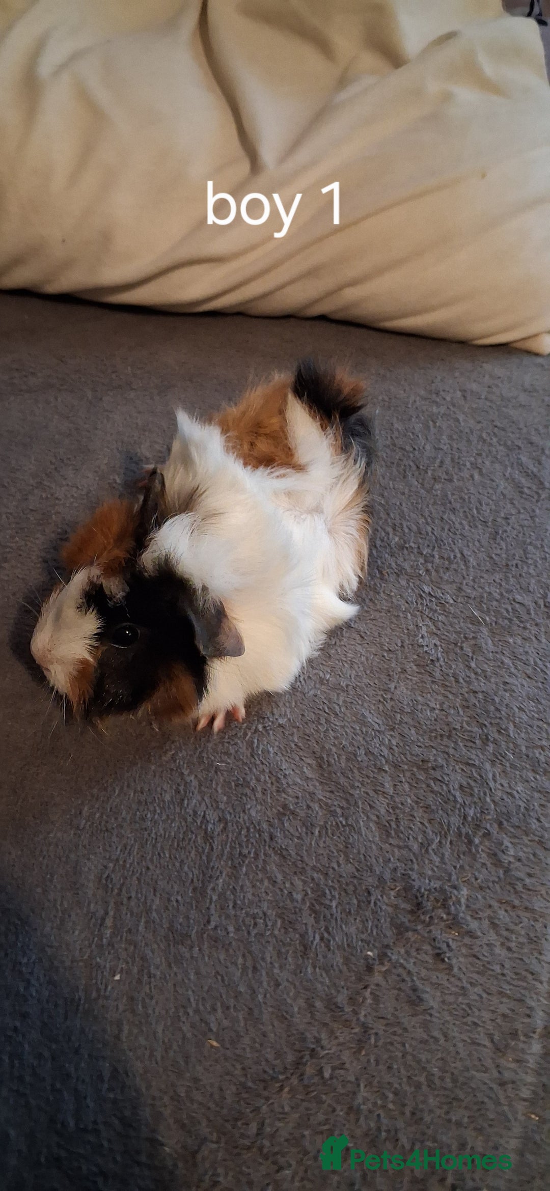 Guinea Pig rodents for sale: 6 baby girl guinea pigs 2 boys  - Advert 25