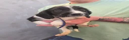 English Springer Spaniel dogs for sale: English Springer Spaniel Puppies for sale  - Advert 6