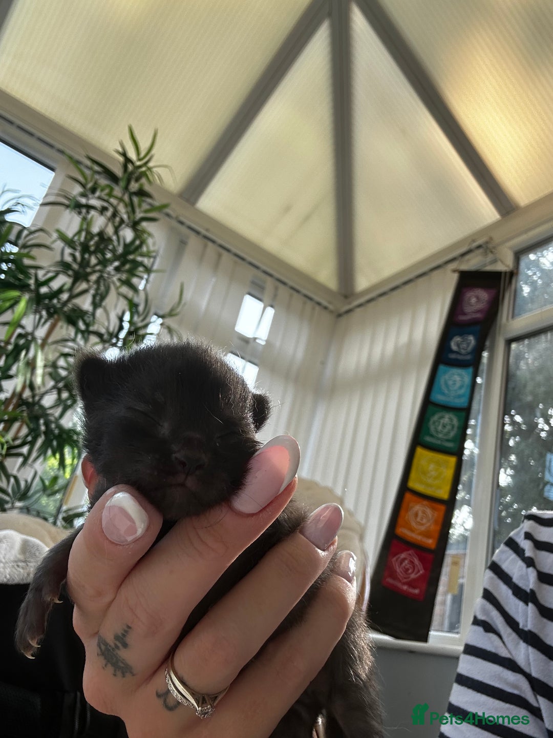 Mixed Breed cats for sale: Stunning surprises  - Image 4