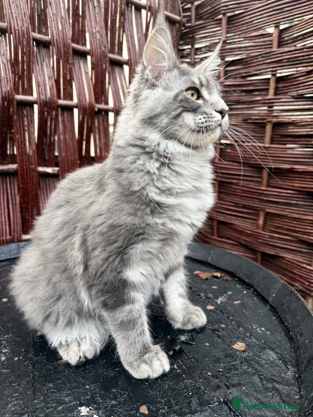 Maine Coon cats for sale: Polydactyl and non polydactyl kittens  - Advert 4