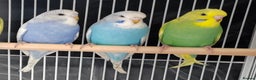 Budgerigars birds for sale: Beautiful Baby Budgies  - Advert 1
