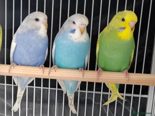 Budgerigars birds Beautiful Baby Budgies - Advert 1
