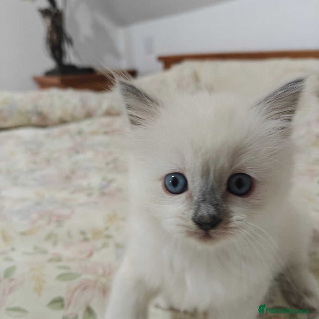 Ragdoll cats for sale: GCCF Ragdoll girls - Advert 2