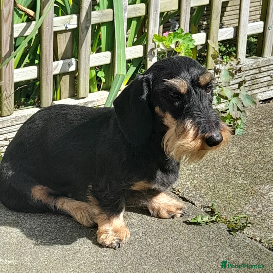 Dachshund dogs for sale: RKC fully health tested Wirehaired Dachshunds. - Advert 1