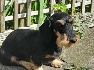 Dachshund dogs RKC fully health tested Wirehaired Dachshunds. - Advert 1