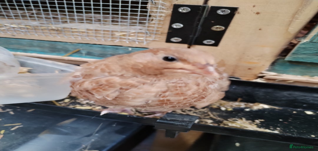 Gallery Image {{count}}