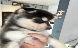 Pomsky dogs for sale: Beautiful husky marked Pomskies  - Image 6