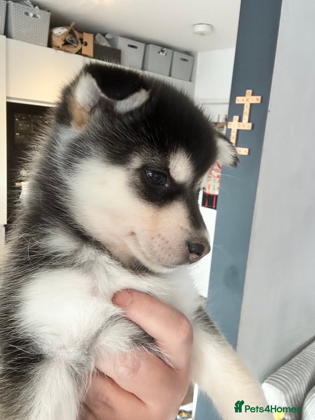 Pomsky dogs for sale: Beautiful husky marked Pomskies  - Image 6